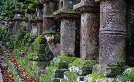 Nara ciervo